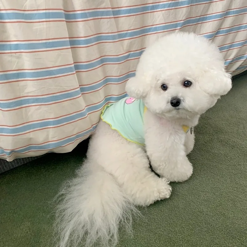 Pink Bear Sling Pet Puppy Clothes Spring Summer Thin Bear Pomeranian Vest Yorkshire Cartoon T-shirt Pet Supplies
Pink Bear Sling Pet Puppy Clothes Spring Summer Thin Bear Pomeranian Vest Yorkshire Cartoon T-shirt Pet Supplies