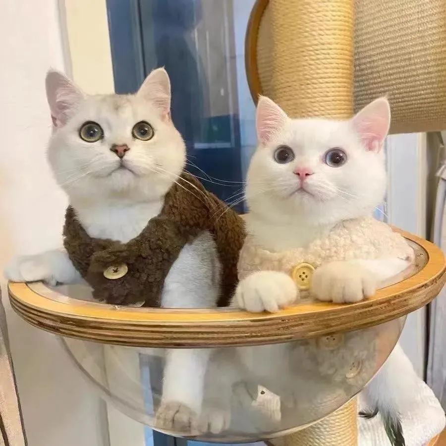 Cute and warm cat clothes, lambhair vest, autumn and winter clothing, plush blue cat, kitten, pet, winter clothing
Cute and warm cat clothes, lambhair vest, autumn and winter clothing, plush blue cat, kitten, pet, winter clothing