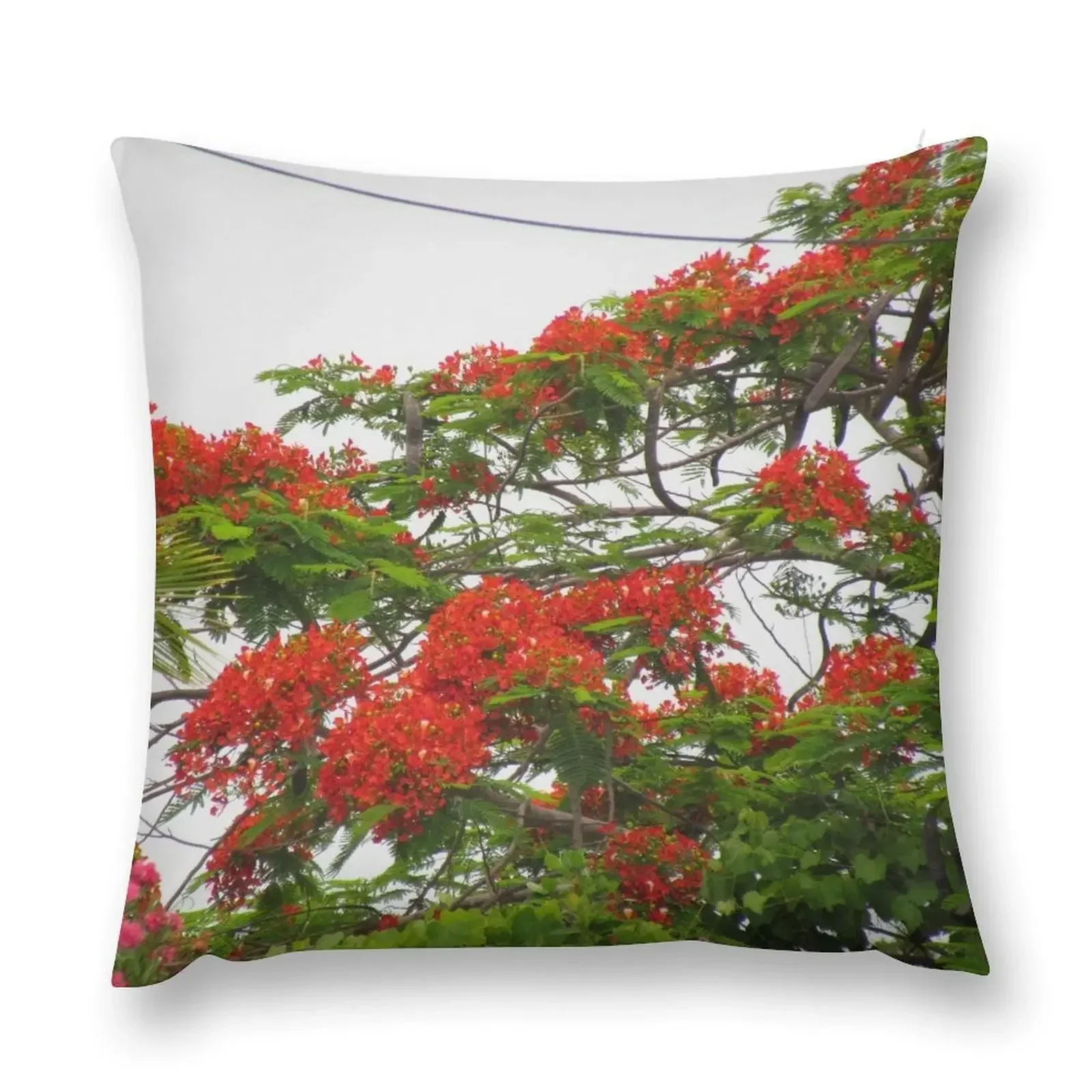 Royal Poinciana Tree Flowers Throw Pillow Covers For Sofas Luxury Cushion Cover autumn decoration pillow
Royal Poinciana Tree Flowers Throw Pillow Covers For Sofas Luxury Cushion Cover autumn decoration pillow