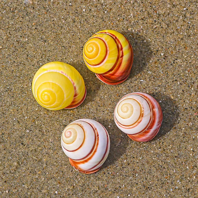 10 Pcs Natural Yellow White Top Shells Seashell Rare Sea Shells Home Accessories Aquarium Decoration Shell Decoration Crafts
10 Pcs Natural Yellow White Top Shells Seashell Rare Sea Shells Home Accessories Aquarium Decoration Shell Decoration Crafts