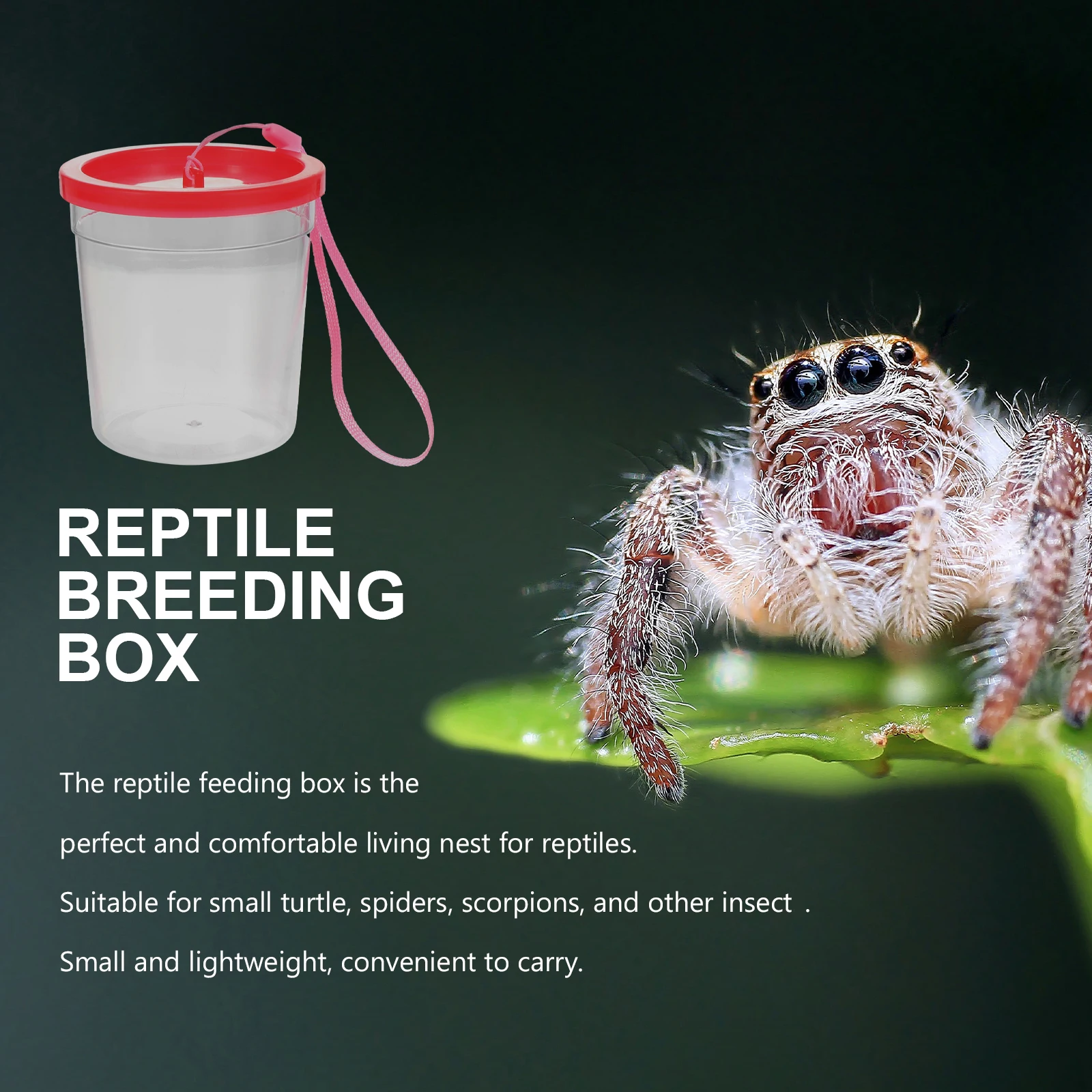 Plastic Reptile Feeding Box Transparent Container for Small Pets Turtle Spiders Insects Easy Feeding Safe Design
Plastic Reptile Feeding Box Transparent Container for Small Pets Turtle Spiders Insects Easy Feeding Safe Design