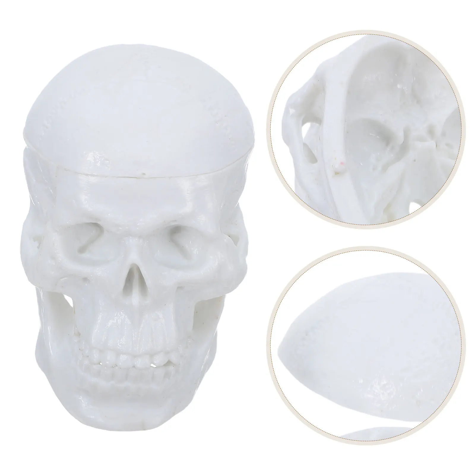 Mini Human Skull Anatomy Study PVC White Plastic Realistic Skull for Nursing Students Biology Lab Classroom Teaching Educational
Mini Human Skull Anatomy Study PVC White Plastic Realistic Skull for Nursing Students Biology Lab Classroom Teaching Educational