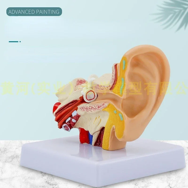 Ear Model Human Ear Anatomy Sampling Teaching Training Model Otolaryngology Teaching Demonstration Inner Structure Model
Ear Model Human Ear Anatomy Sampling Teaching Training Model Otolaryngology Teaching Demonstration Inner Structure Model
