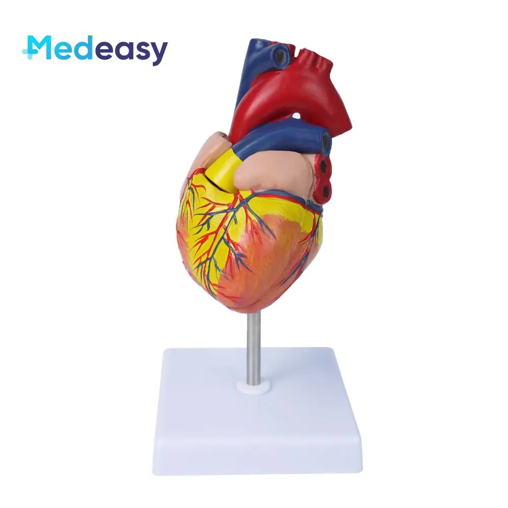 1:1 Life Size Human Heart Anatomical Model, Medical Educational Heart Anatomy Model Medical Science Teaching Resources
1:1 Life Size Human Heart Anatomical Model, Medical Educational Heart Anatomy Model Medical Science Teaching Resources