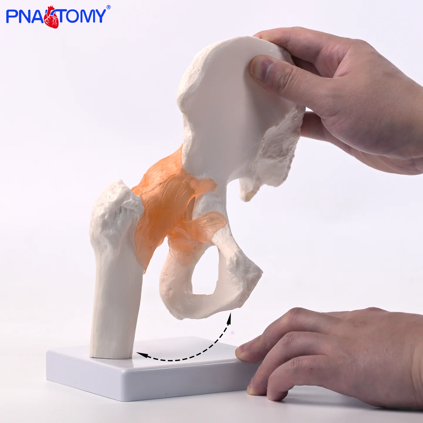 Hip Joint Model Pelvic Life Size 1:1 High Quality Medical Science Life Size Hip Joint Pelvis Skeleton Anatomical Model 
Hip Joint Model Pelvic Life Size 1:1 High Quality Medical Science Life Size Hip Joint Pelvis Skeleton Anatomical Model