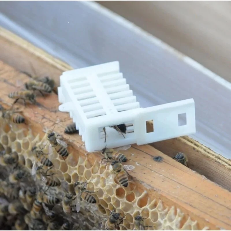 Multifunction Queen Bee Cage Anti Escape Queen Bee Catcher 20 Pcs Queen Bee Match-box Moving Catcher Cage Beekeeping Tools
Multifunction Queen Bee Cage Anti Escape Queen Bee Catcher 20 Pcs Queen Bee Match-box Moving Catcher Cage Beekeeping Tools