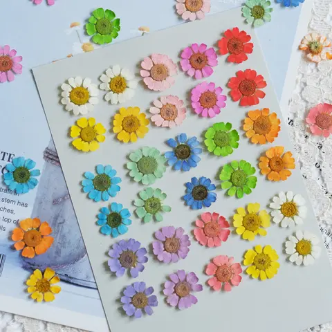12pcs/1-2cm,nature Chamomile Mini Daisy Dry Flower Epoxy Jewelry Pressed Flower DIY Plant Beauty Sticker Face Nail Art Ornament