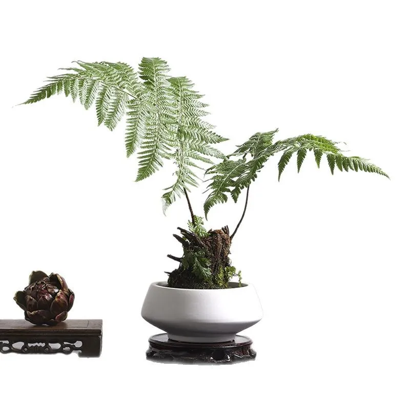 Hydroponic container black and white ceramic vase hydroponic home decoration
Hydroponic container black and white ceramic vase hydroponic home decoration