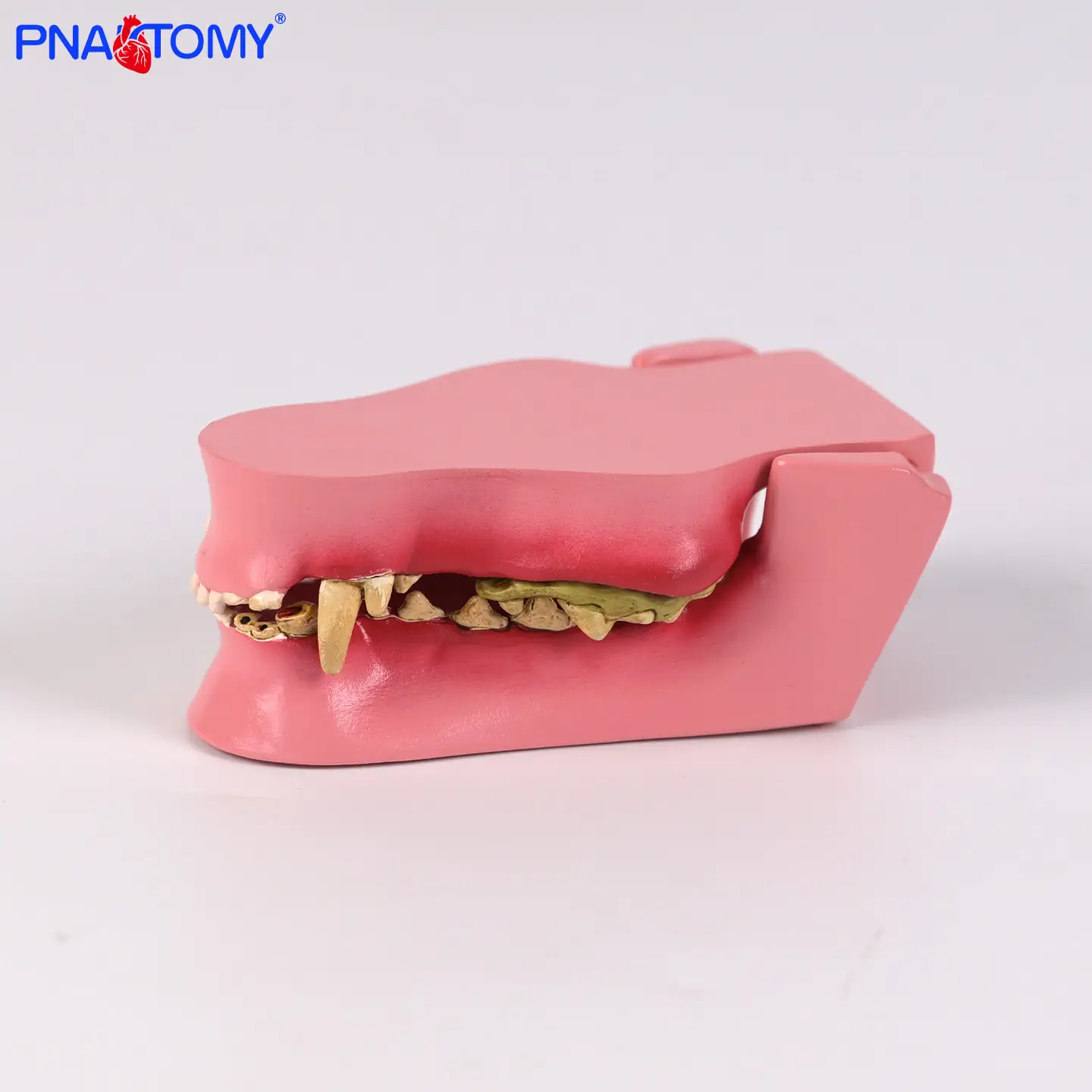Manufacturer Supplies Dog Teeth Models Including Canine Jaw Anatomy Dental and Oral Teaching Models
Manufacturer Supplies Dog Teeth Models Including Canine Jaw Anatomy Dental and Oral Teaching Models
