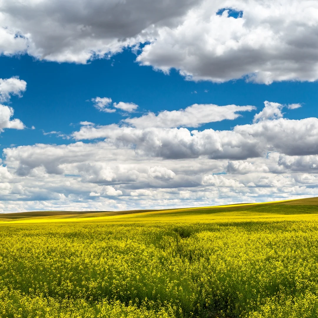 Обновление u 2025 для Lexus GX460 2010-2021, виртуальная кабина, цифровой кластер, автомобильный одометр, ЖК-экран, приборная панель, измеритель скорости, автомобильное радио
Обновление u 2025 для Lexus GX460 2010-2021, виртуальная кабина, цифровой кластер, автомобильный одометр, ЖК-экран, приборная панель, измеритель скорости, автомобильное радио