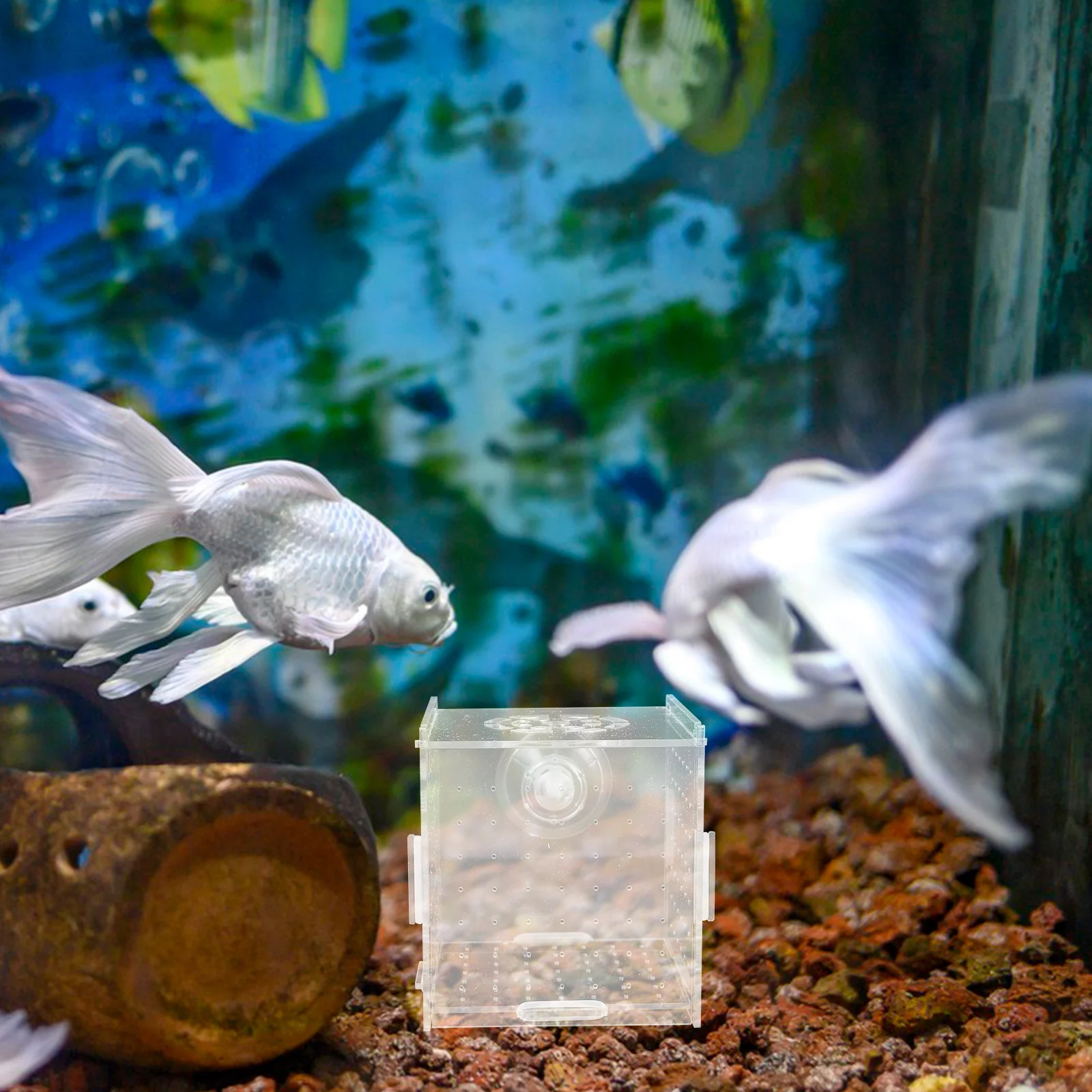 Acrylic Fish Breeding Isolation Box Transparent Aquarium Hatchery Incubator Suction Cups Small Fish Tank Breeding Cage
Acrylic Fish Breeding Isolation Box Transparent Aquarium Hatchery Incubator Suction Cups Small Fish Tank Breeding Cage