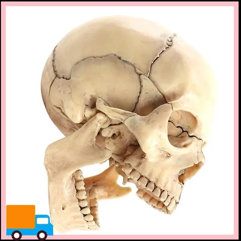 -Skull Human Body Model 1:2 For Student Teaching Study Assembling Model Easy To Use Primary Color
-Skull Human Body Model 1:2 For Student Teaching Study Assembling Model Easy To Use Primary Color