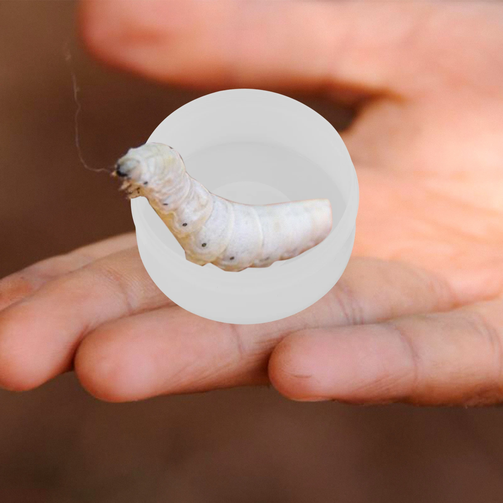 10pcs Egg Hatching Box Durable Portable Incubation Box For Rearing Tool Breeding Equipment White
10pcs Egg Hatching Box Durable Portable Incubation Box For Rearing Tool Breeding Equipment White