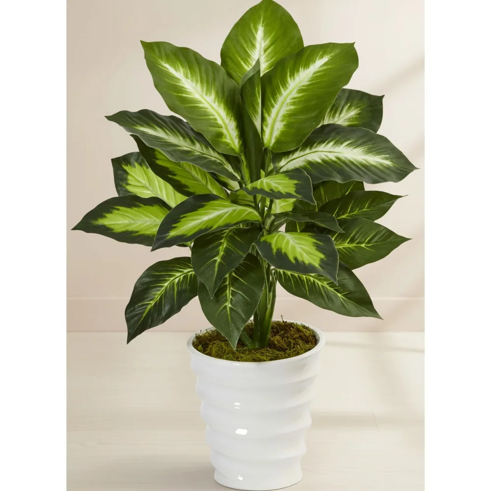 Lifelike Dieffenbachia Artificial Plant in White Swirl Planter, Realistic Home Decor for Living Room and Office
Lifelike Dieffenbachia Artificial Plant in White Swirl Planter, Realistic Home Decor for Living Room and Office