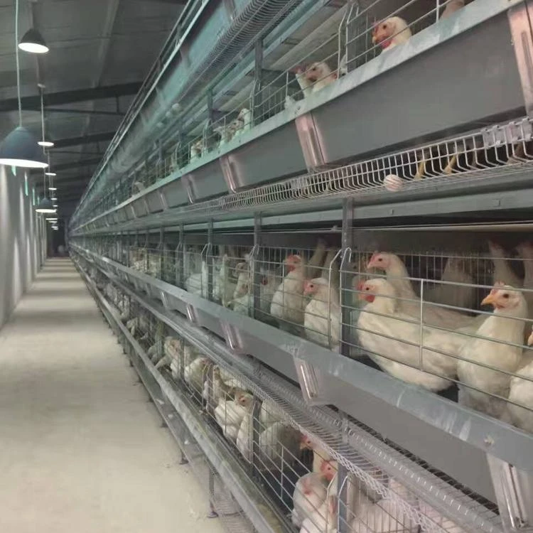 Automatic Poultry Farm Cage for Layer\/hen\/egg Chicken
Automatic Poultry Farm Cage for Layer\/hen\/egg Chicken