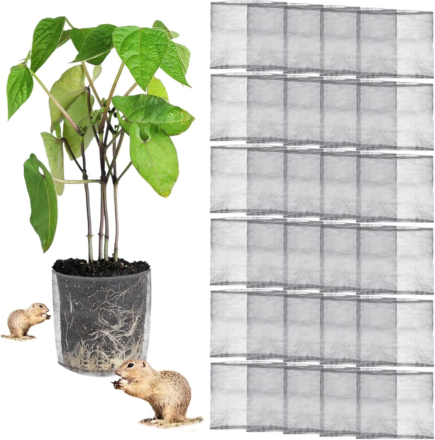 30 Pcs 3 Gallon Gopher And Vole Wire Mesh Basket Bulk Stainl Steel Plant Root Protector Gopher Cages For Garden Planting
30 Pcs 3 Gallon Gopher And Vole Wire Mesh Basket Bulk Stainl Steel Plant Root Protector Gopher Cages For Garden Planting