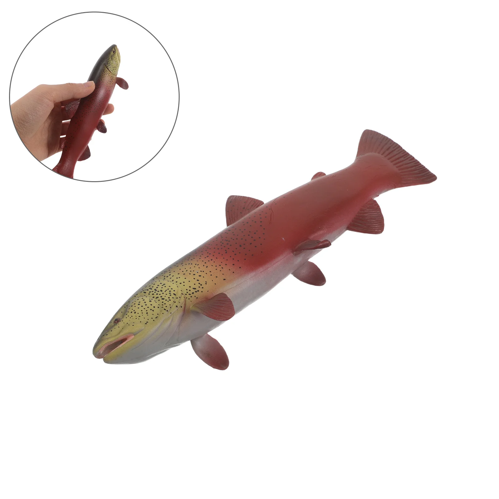 Realistic Simulated Marine Trout Fish Ocean Learning Educational Science Classroom Sea Creature
Realistic Simulated Marine Trout Fish Ocean Learning Educational Science Classroom Sea Creature