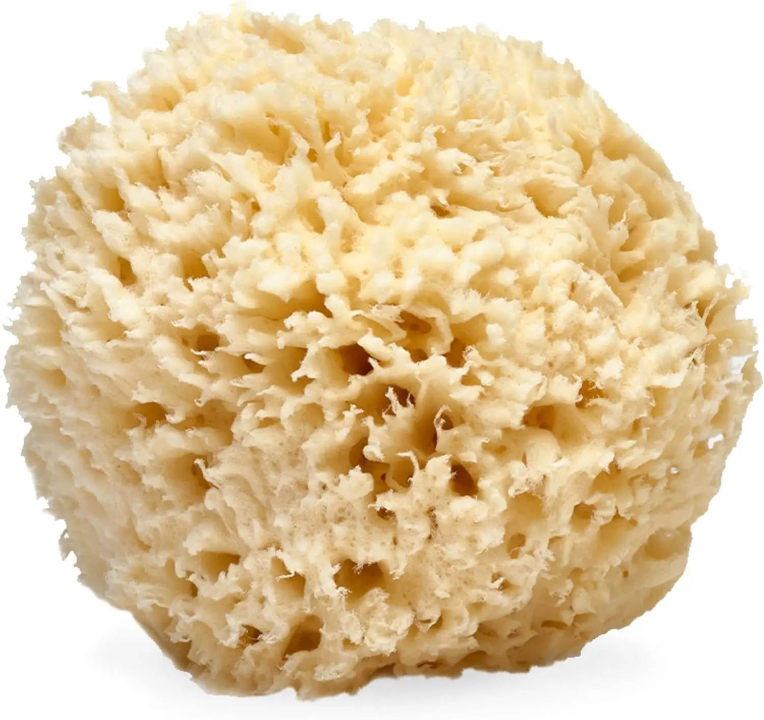 Natural Sea Wool Sponge, 5-6" - Organic Exfoliating Body Scrubber for All Skin Types, Hypoallergenic & Cruelty-Free
Natural Sea Wool Sponge, 5-6" - Organic Exfoliating Body Scrubber for All Skin Types, Hypoallergenic & Cruelty-Free