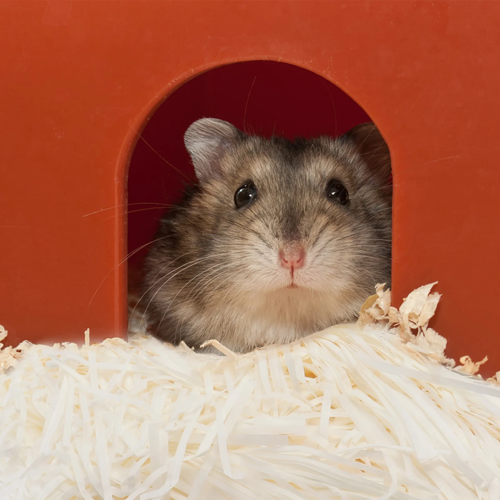2 Bags Hamster Paper Scrap Bedding Beige Pet Paper Chip Super Absorbent Nest Material Small Pet Padding Hamster Guinea Pig
2 Bags Hamster Paper Scrap Bedding Beige Pet Paper Chip Super Absorbent Nest Material Small Pet Padding Hamster Guinea Pig