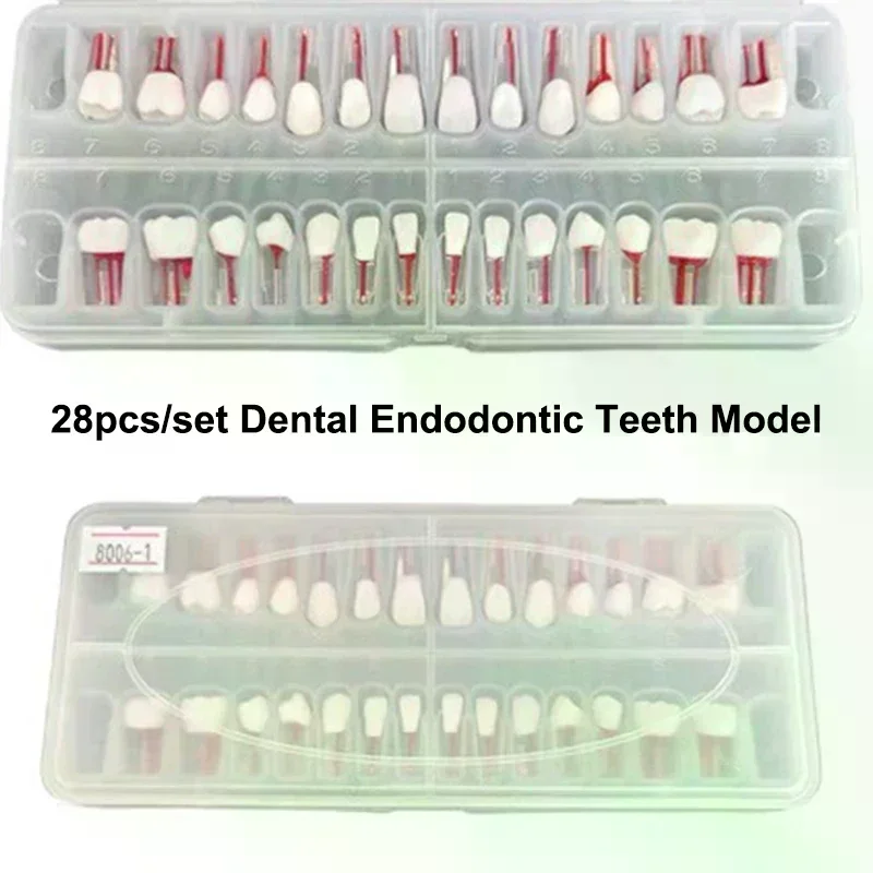 28pcs/set Dental Endodontic Teeth Model Full Mouth Root Canal Practice Study Model Endo Teeth Block Training
28pcs/set Dental Endodontic Teeth Model Full Mouth Root Canal Practice Study Model Endo Teeth Block Training