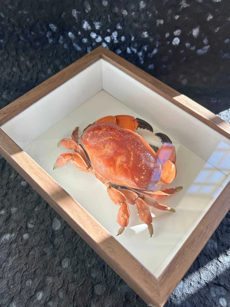 Aijie crab specimen gift packing finished real crab making whole posture display collection gift
Aijie crab specimen gift packing finished real crab making whole posture display collection gift