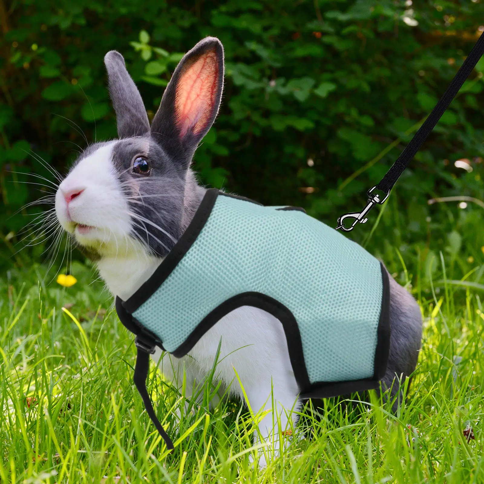 Pet Leash Rabbit Harness Small Adjustable Chest Strap 120Cm Elastic Nylon Snap Buckle Sky Blue
Pet Leash Rabbit Harness Small Adjustable Chest Strap 120Cm Elastic Nylon Snap Buckle Sky Blue