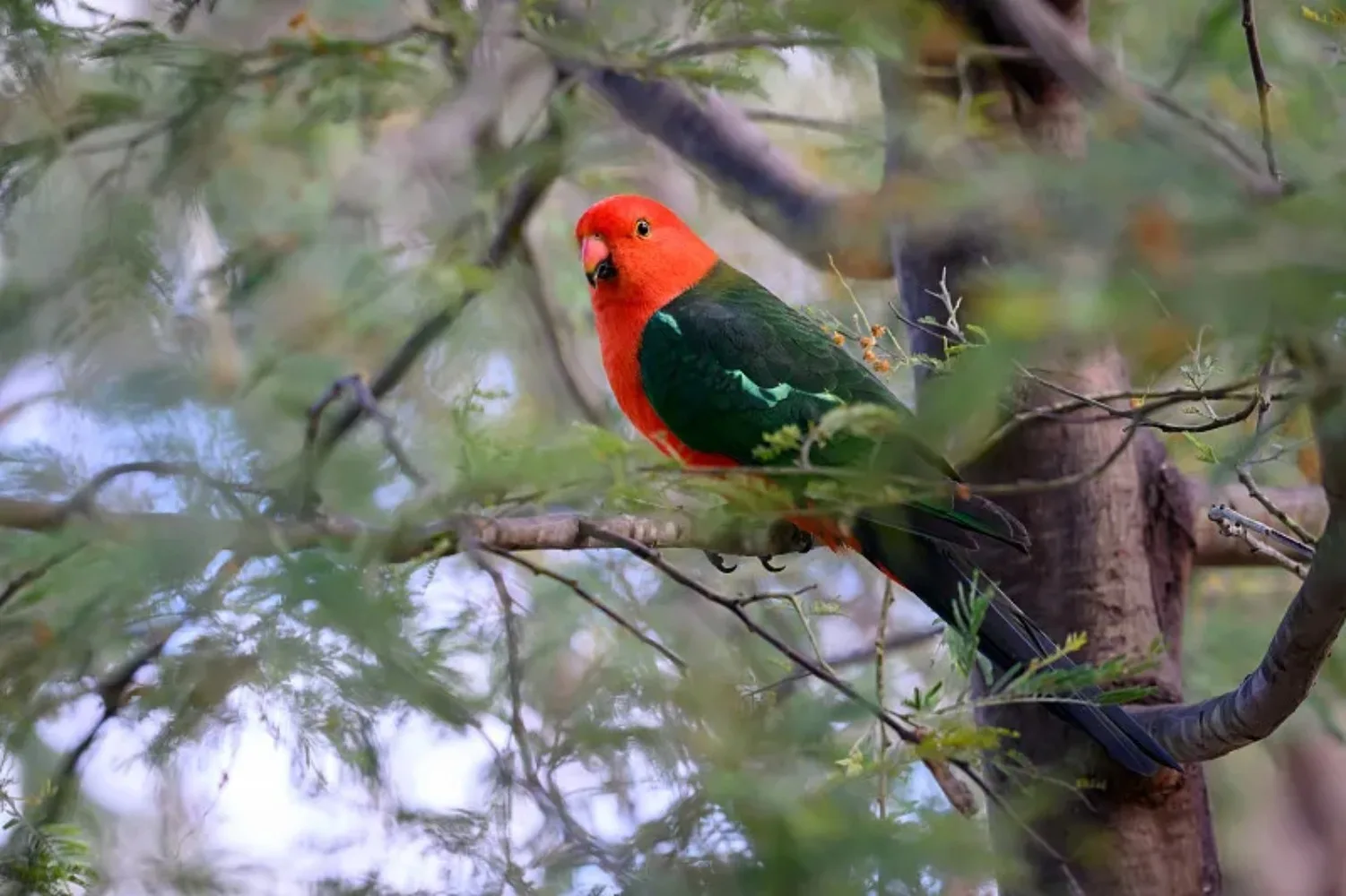 Приемник Flywoo 0,4g TCXO 2,4G ELRS — EL24E (встроенная антенна) / EL24P для FPV DIY
Приемник Flywoo 0,4g TCXO 2,4G ELRS — EL24E (встроенная антенна) / EL24P для FPV DIY