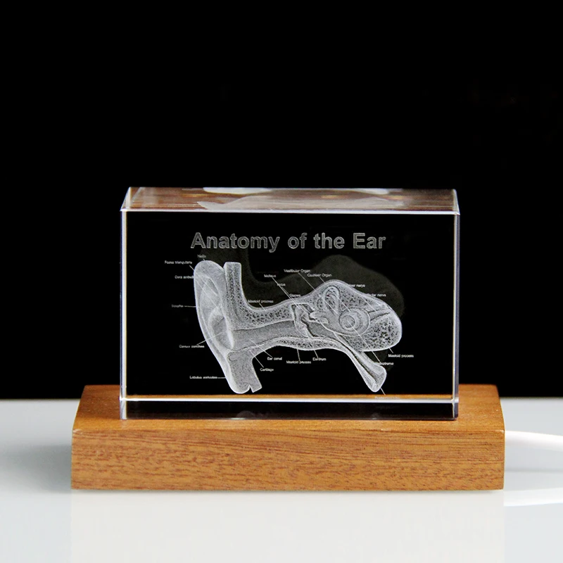 3D ear crystal model hospital table decoration paperweight ear teaching props medical students gift
3D ear crystal model hospital table decoration paperweight ear teaching props medical students gift
