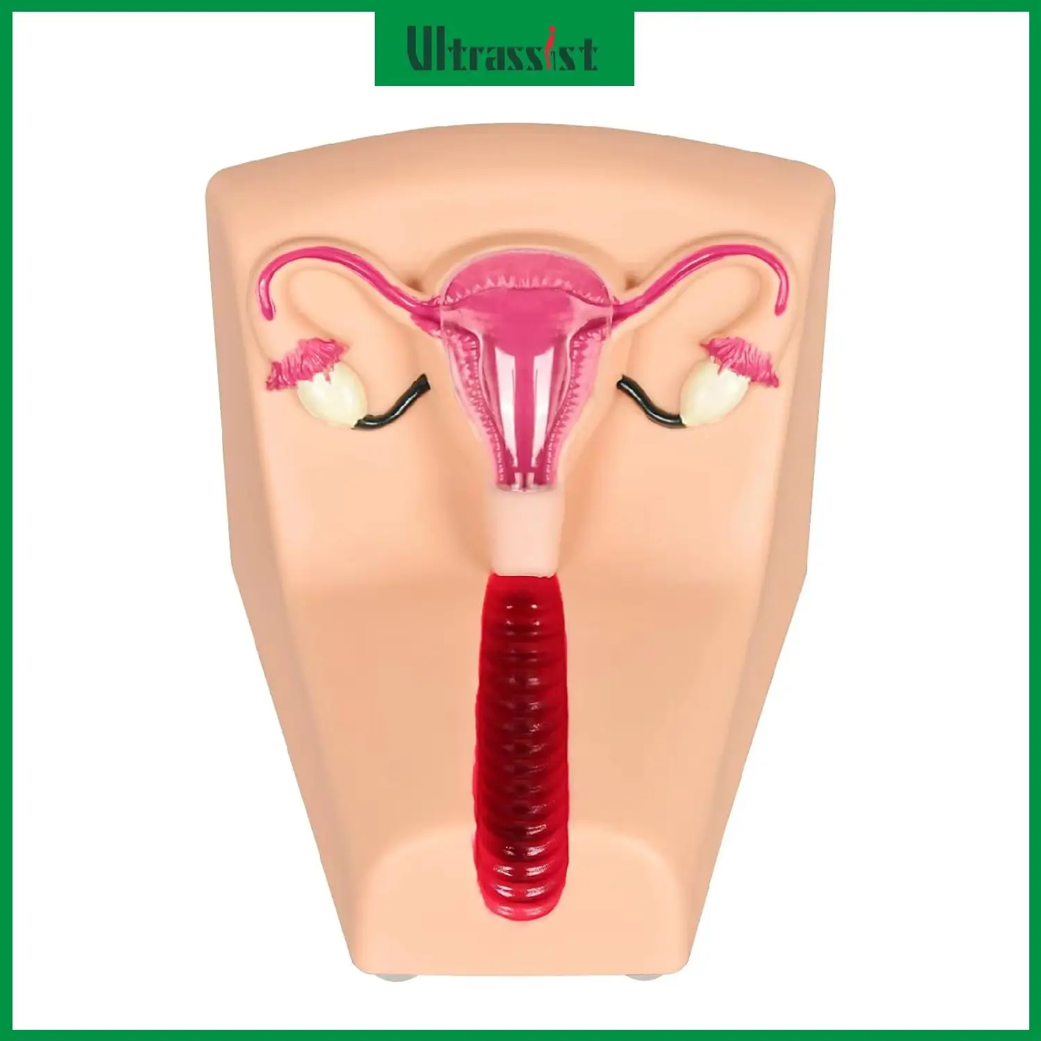 Ultrassist Female Intrauterine Contraceptive Device Simulator Trainer IUD Insertion Training for Medical Student Class Education
Ultrassist Female Intrauterine Contraceptive Device Simulator Trainer IUD Insertion Training for Medical Student Class Education