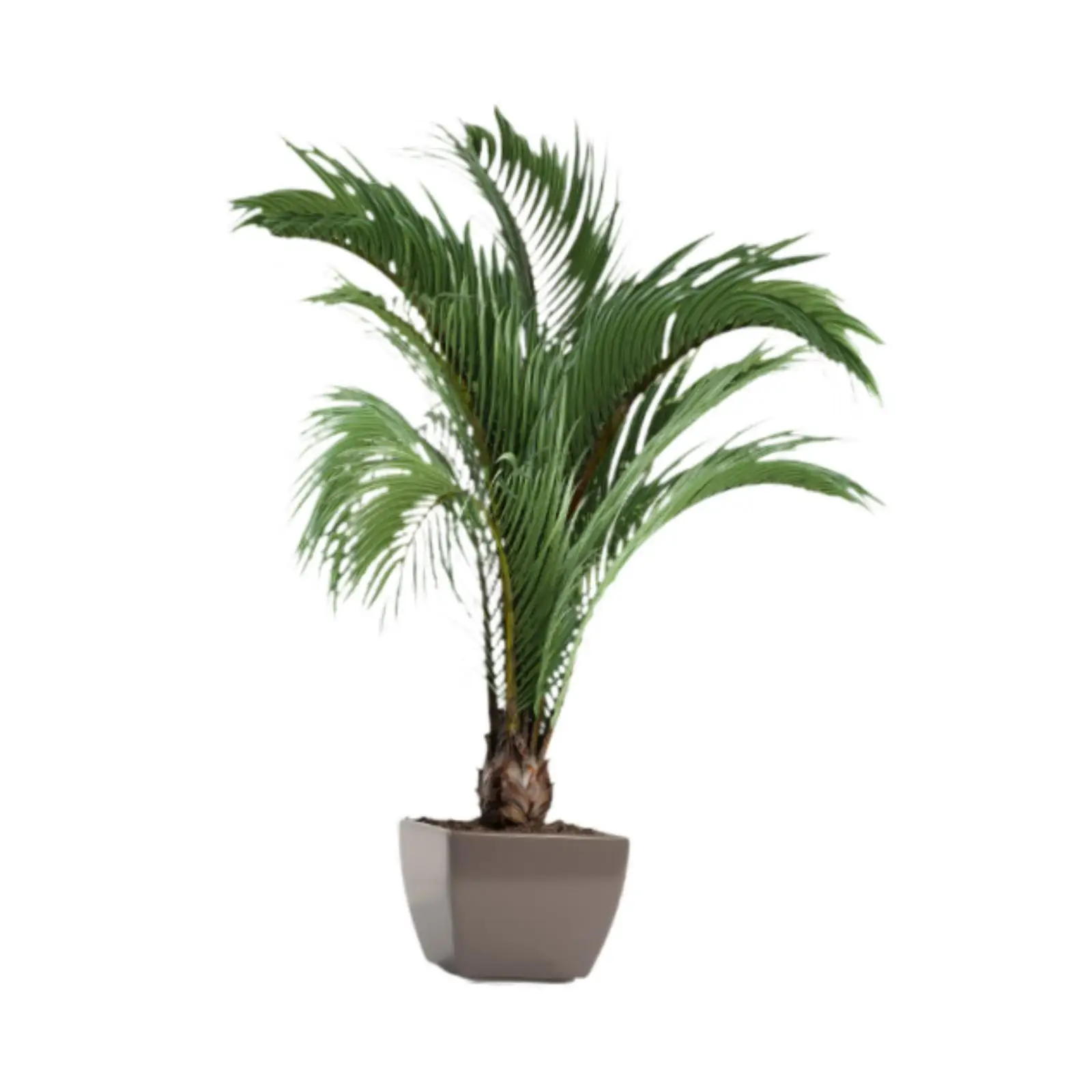 Ботанические растения Наклейки на стены 3D Зеленые растения Наклейки на стену Гостиная Книжный шкаф DIY Настенные постеры Зеленые листья Наклейка на стену 
Ботанические растения Наклейки на стены 3D Зеленые растения Наклейки на стену Гостиная Книжный шкаф DIY Настенные постеры Зеленые листья Наклейка на стену