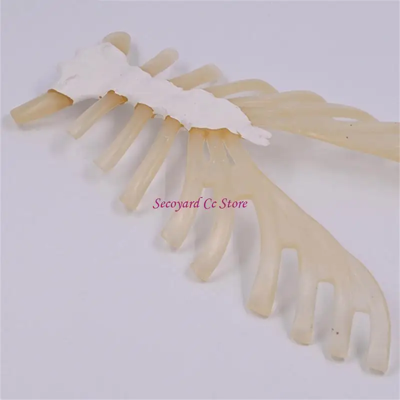 N3UC Human Skeleton Model for Anatomy Human Sternum Model Medicals Model Teaching Model Supplies for Study and Display
N3UC Human Skeleton Model for Anatomy Human Sternum Model Medicals Model Teaching Model Supplies for Study and Display