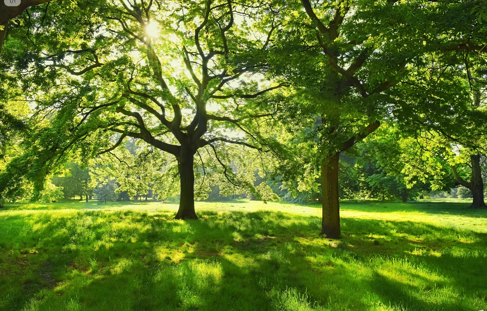 Customized Size Wallpaper Home Decoration Park Trees Small Flowers Mural Forest Grassland Green Landscape Stickers wallpaper
Customized Size Wallpaper Home Decoration Park Trees Small Flowers Mural Forest Grassland Green Landscape Stickers wallpaper