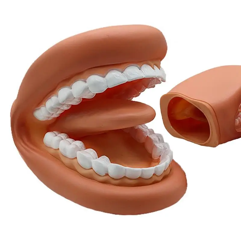 Teeth Model Educational Soft Wearable Mouth Soft Wearable Fake Teeth Model For Hands-On Learning Fake Model For Kids Adults Aid
Teeth Model Educational Soft Wearable Mouth Soft Wearable Fake Teeth Model For Hands-On Learning Fake Model For Kids Adults Aid
