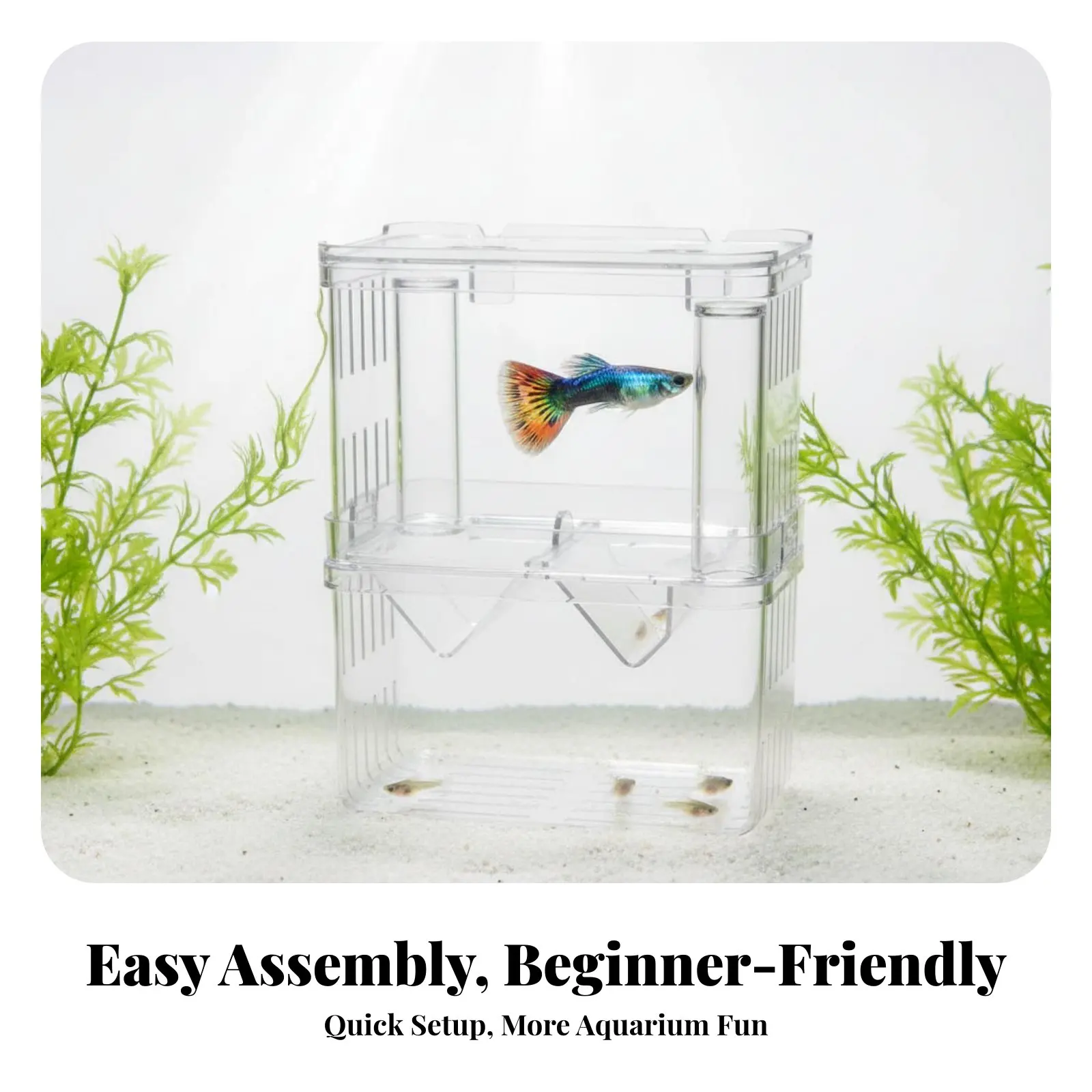 Aquatic Creature Breeding Box Suspended Design Aquatic Habitat Separation Box Aquatic Creature Breeding Hatchery Removable
Aquatic Creature Breeding Box Suspended Design Aquatic Habitat Separation Box Aquatic Creature Breeding Hatchery Removable