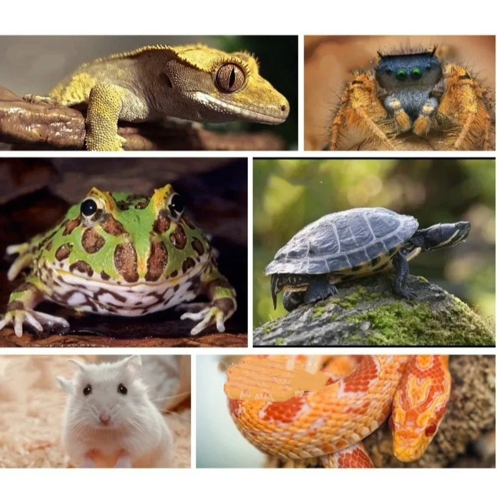 Turtle Food Bowl Anti-slip Reptiles Water Feeder Detachable Stable Turtle Water Bowl Plastic Automatic Water Dispenser Vivarium
Turtle Food Bowl Anti-slip Reptiles Water Feeder Detachable Stable Turtle Water Bowl Plastic Automatic Water Dispenser Vivarium