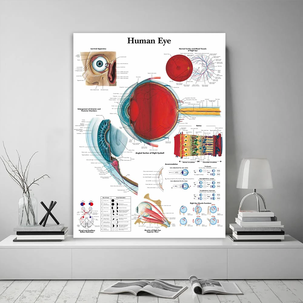 Anatomical Function Human Eye Diagram Art Posters Prints Body Map Medical Education Canvas Painting Wall Art for Hospital Decort
Anatomical Function Human Eye Diagram Art Posters Prints Body Map Medical Education Canvas Painting Wall Art for Hospital Decort