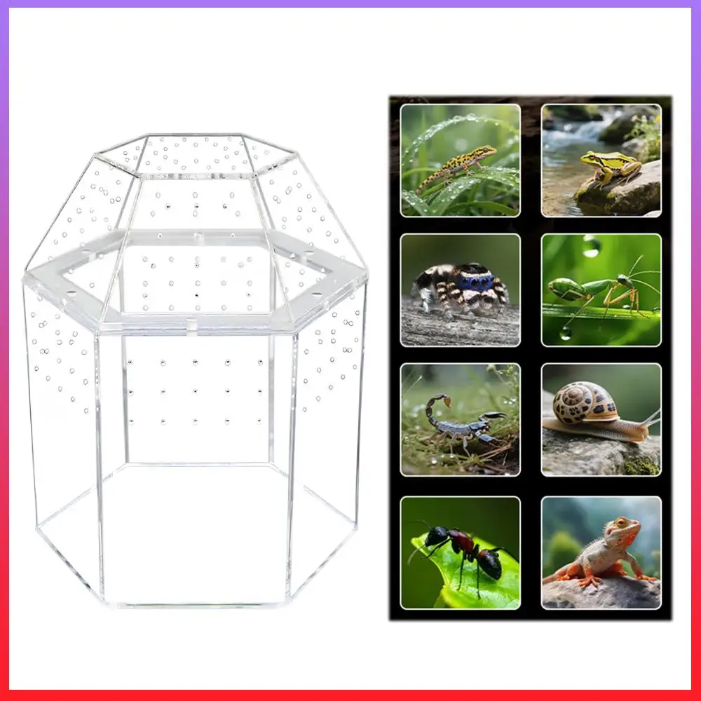 Акриловый террариум для прыгающих пауков с вентиляцией со всех сторон, мини-террариум для тарантулов, вентилируемый, для лягушек, сверчков, улиток
Акриловый террариум для прыгающих пауков с вентиляцией со всех сторон, мини-террариум для тарантулов, вентилируемый, для лягушек, сверчков, улиток