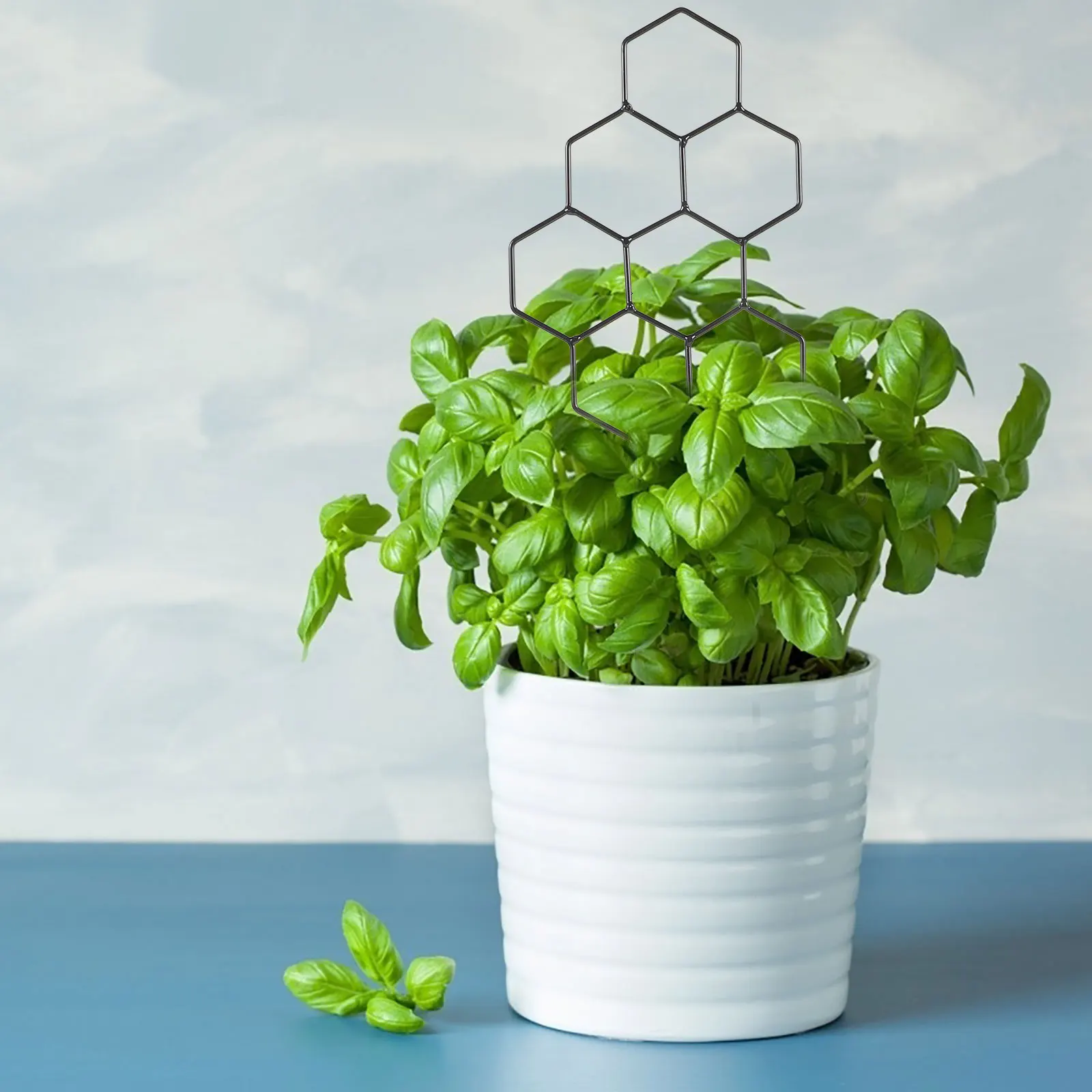 Indoor Outdoor Black Honeycomb Plant Support 13x38 5cm Trellis for Potted Plants Flowers Vegetables Climbing St Garden
Indoor Outdoor Black Honeycomb Plant Support 13x38 5cm Trellis for Potted Plants Flowers Vegetables Climbing St Garden