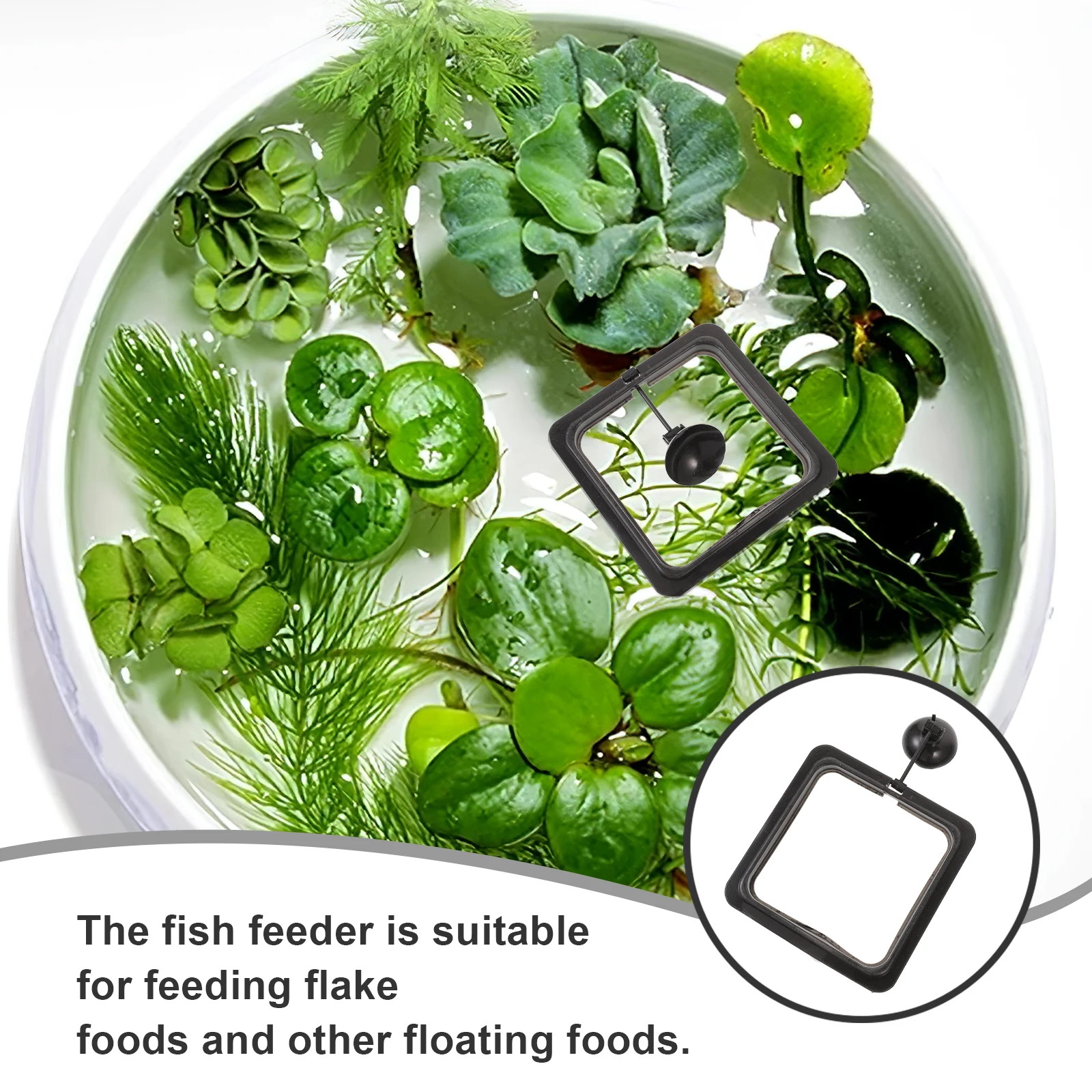 Fish Feeding Square Aquarium Tank Ring Feeder Floating Food Circle Suction Cup Flake Foods Retainer Black
Fish Feeding Square Aquarium Tank Ring Feeder Floating Food Circle Suction Cup Flake Foods Retainer Black
