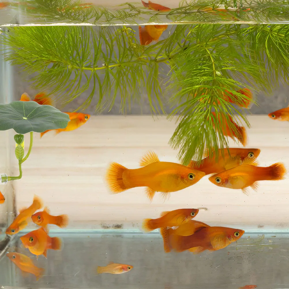 2pcs Leaf Hammock Artificial Lotus Leaves High Simulation Bed Resting Hiding Breeding Easy Clean Detachable Aquarium Accessories
2pcs Leaf Hammock Artificial Lotus Leaves High Simulation Bed Resting Hiding Breeding Easy Clean Detachable Aquarium Accessories