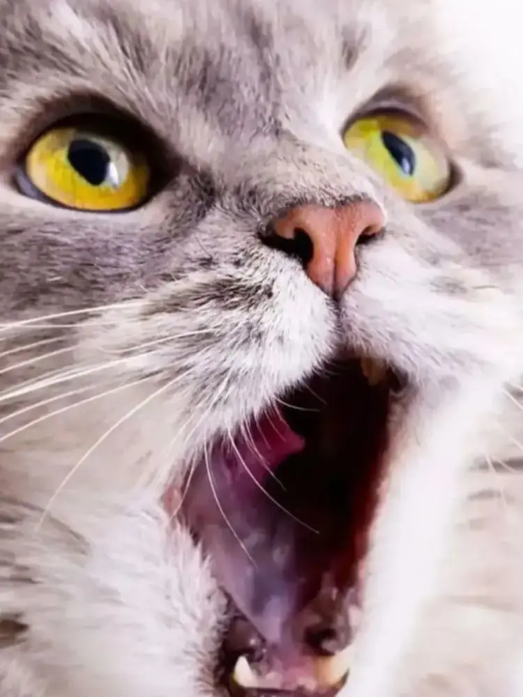 qiaojie-test-onesku
qiaojie-test-onesku