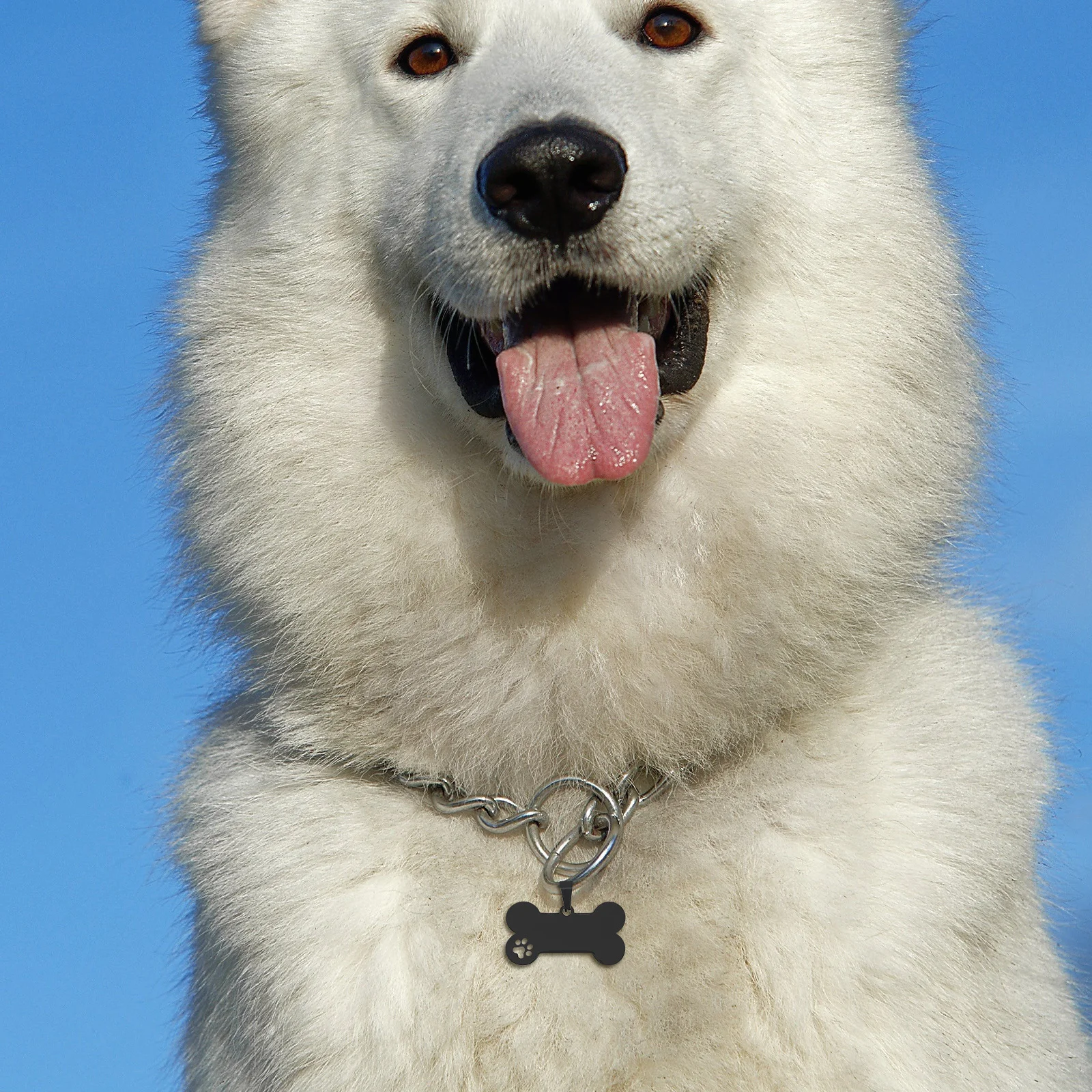 4Pcs Pet Identification Tags Personalized Dog Id Tags Stainless Steel Rugged for Dogs Easy to Attach Versatile Fit
4Pcs Pet Identification Tags Personalized Dog Id Tags Stainless Steel Rugged for Dogs Easy to Attach Versatile Fit