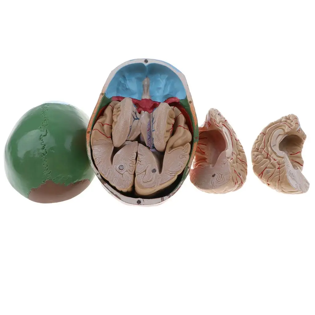 1 1 Brain with Arteries Figure Anatomical Head Skeleton PVC Material Science Education for School Laboratory
1 1 Brain with Arteries Figure Anatomical Head Skeleton PVC Material Science Education for School Laboratory