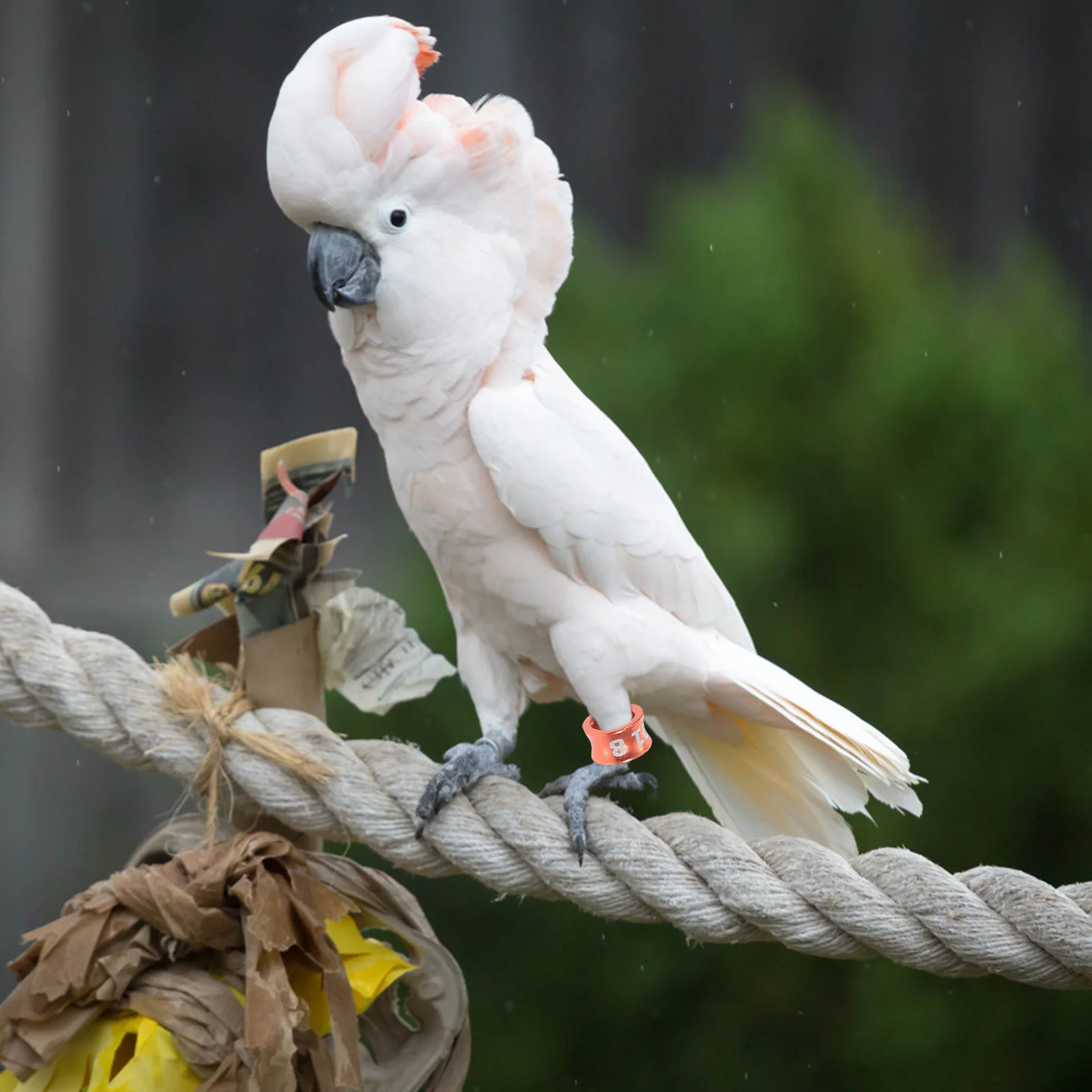 50Pcs Bird Leg Rings Metal Alloy Small Compact Foot Rings for Parrots Pigeons Canaries Racing Homing Identification Use
50Pcs Bird Leg Rings Metal Alloy Small Compact Foot Rings for Parrots Pigeons Canaries Racing Homing Identification Use