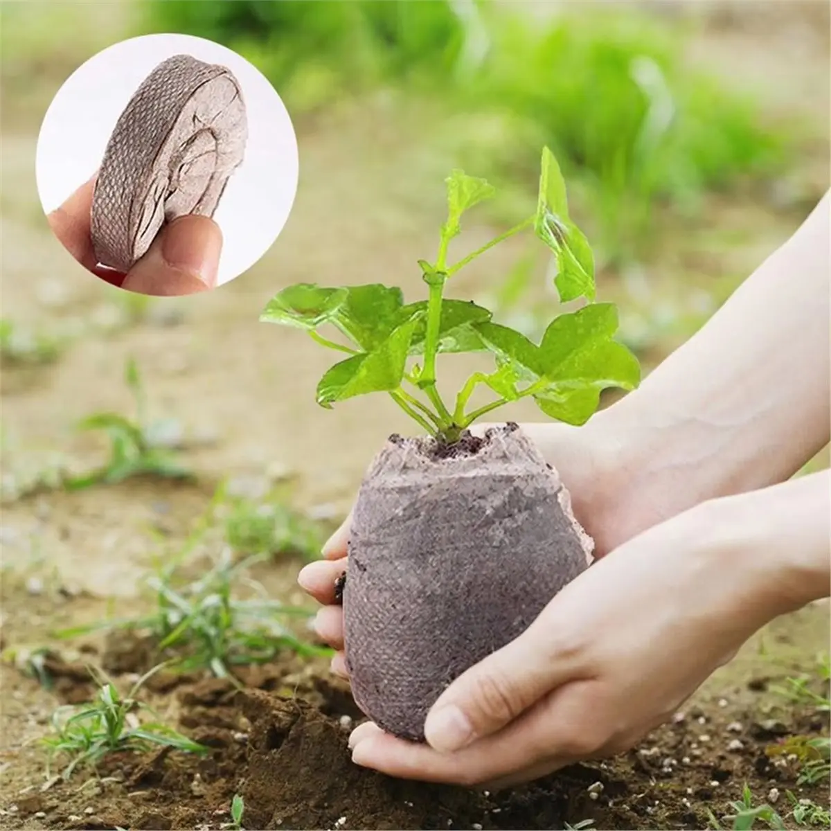 2026 New Seedling Starting Pellets 100 Piece Potting Discs 30mm Seedling Starting Planting for Indoor Gardening Outdoor Flower
2026 New Seedling Starting Pellets 100 Piece Potting Discs 30mm Seedling Starting Planting for Indoor Gardening Outdoor Flower