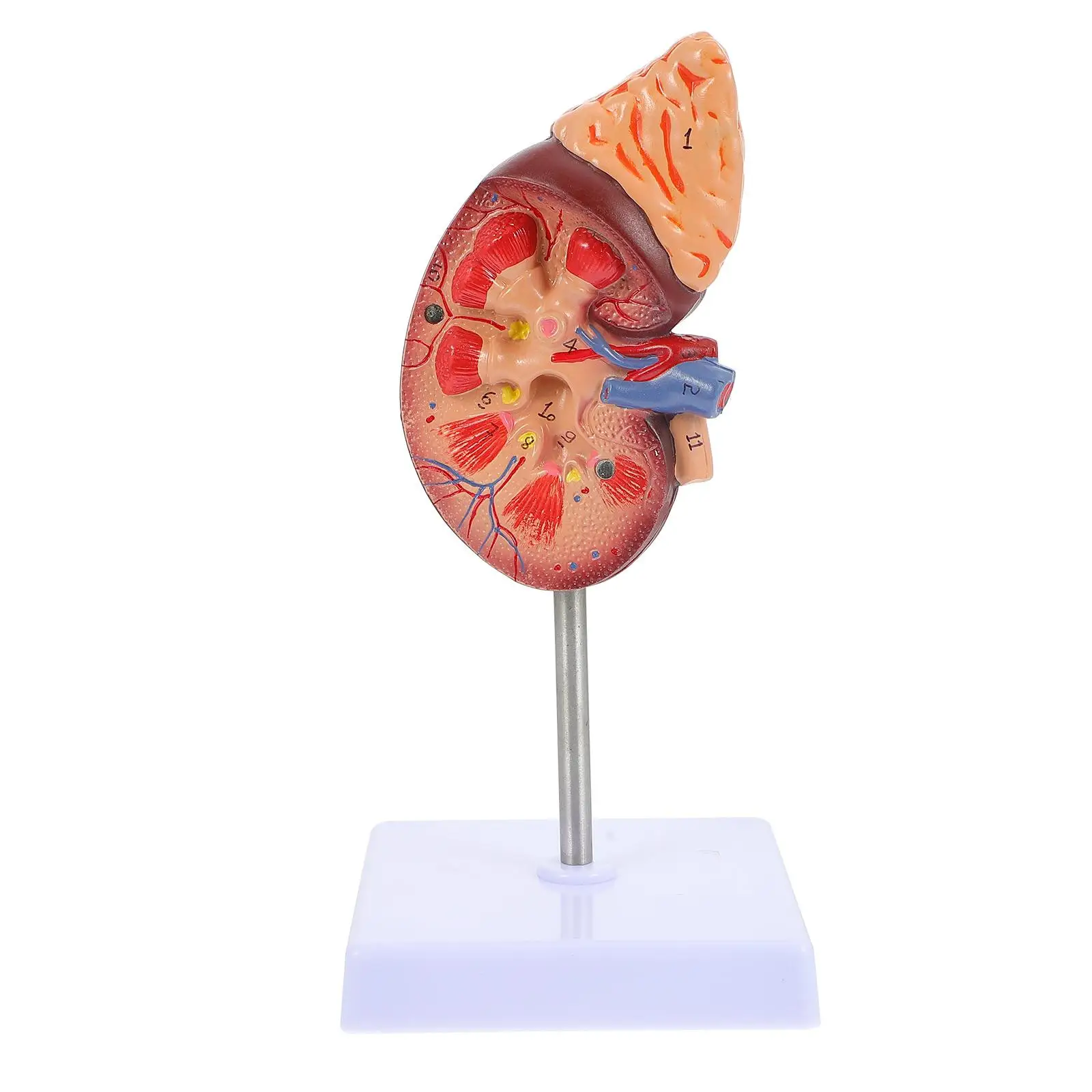 Kidney Model Models Prop Biology Class School Education Medical Study Teach Anatomy Organs Props
Kidney Model Models Prop Biology Class School Education Medical Study Teach Anatomy Organs Props