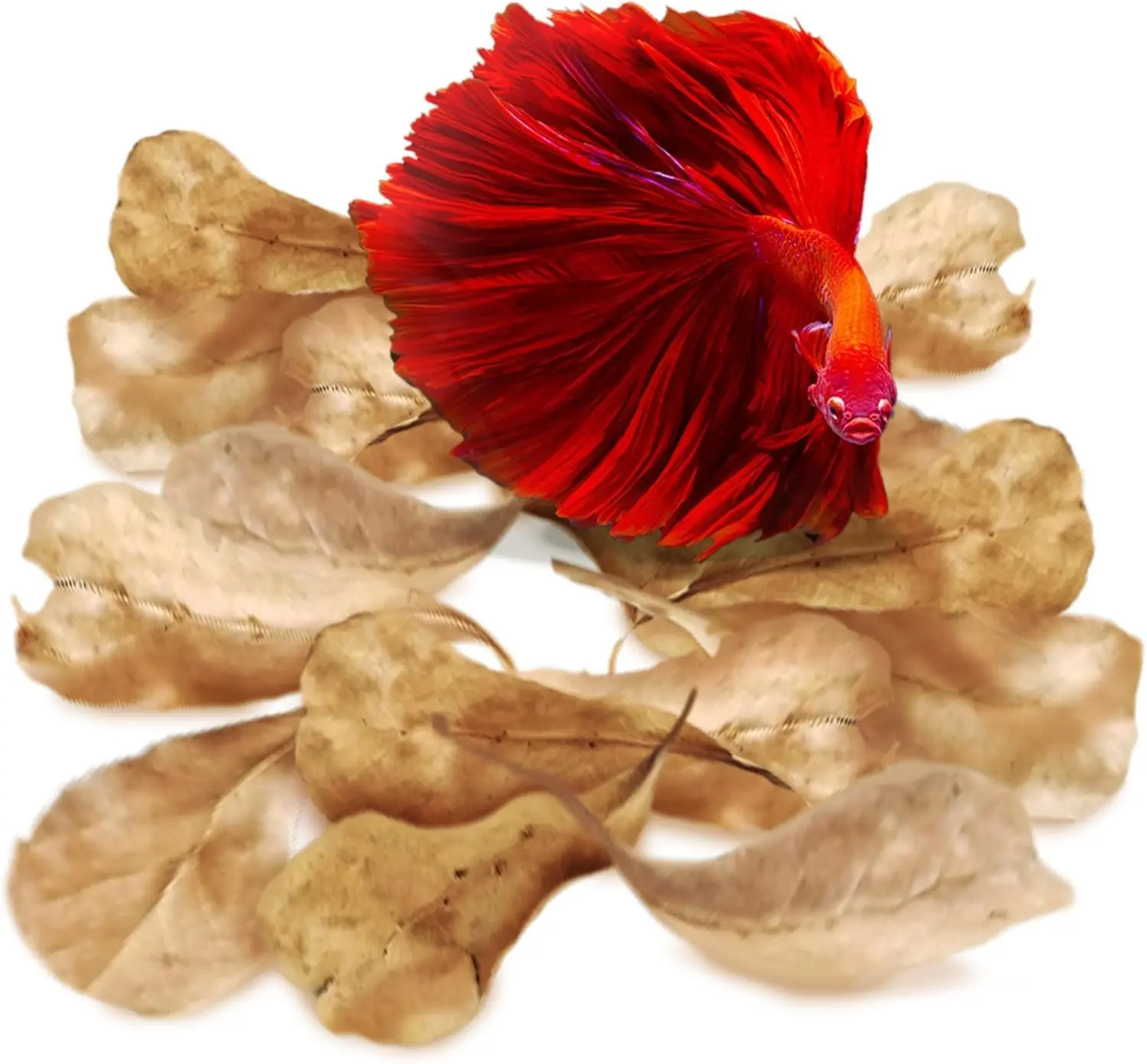 50 Natural Almond Leaves for Betta Fish Tank, Aquarium Water Conditioner for Breeding Shrimp, Goldfish & Guppy
50 Natural Almond Leaves for Betta Fish Tank, Aquarium Water Conditioner for Breeding Shrimp, Goldfish & Guppy