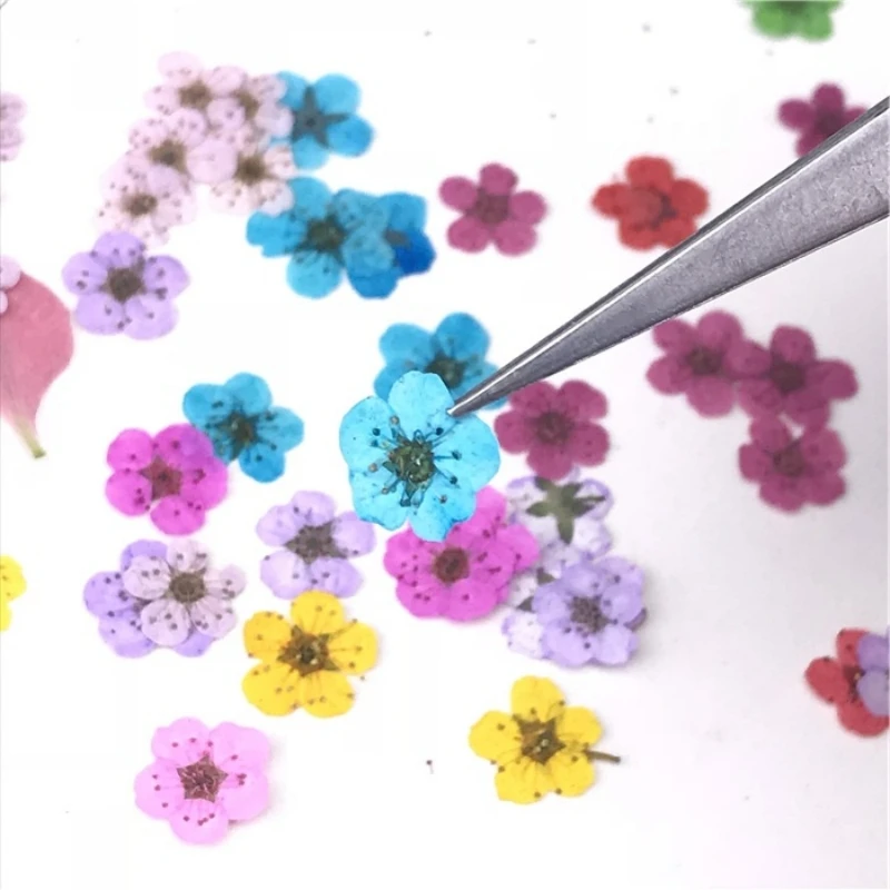 20 Flowers in a Box, Small Daffodils for Nail Art and Face Decoration, Dried Pressed Flowers, Pressed Decorative Flowers, Plant Specimens, Resin Dried Flowers, Phone Case Real Flower Material Kit DIY
20 Flowers in a Box, Small Daffodils for Nail Art and Face Decoration, Dried Pressed Flowers, Pressed Decorative Flowers, Plant Specimens, Resin Dried Flowers, Phone Case Real Flower Material Kit DIY