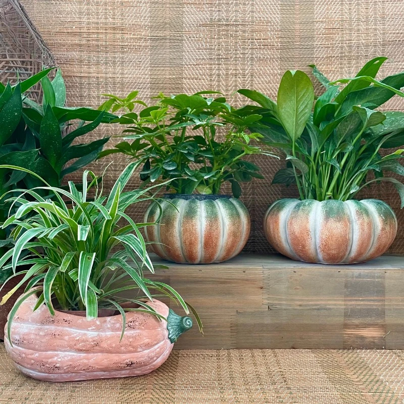 Handmade Ceramic Cement Flower Pot Natural Pumpkin-Shape Planter Potted Plant Container Outdoor Desktop Succulent Pot
Handmade Ceramic Cement Flower Pot Natural Pumpkin-Shape Planter Potted Plant Container Outdoor Desktop Succulent Pot