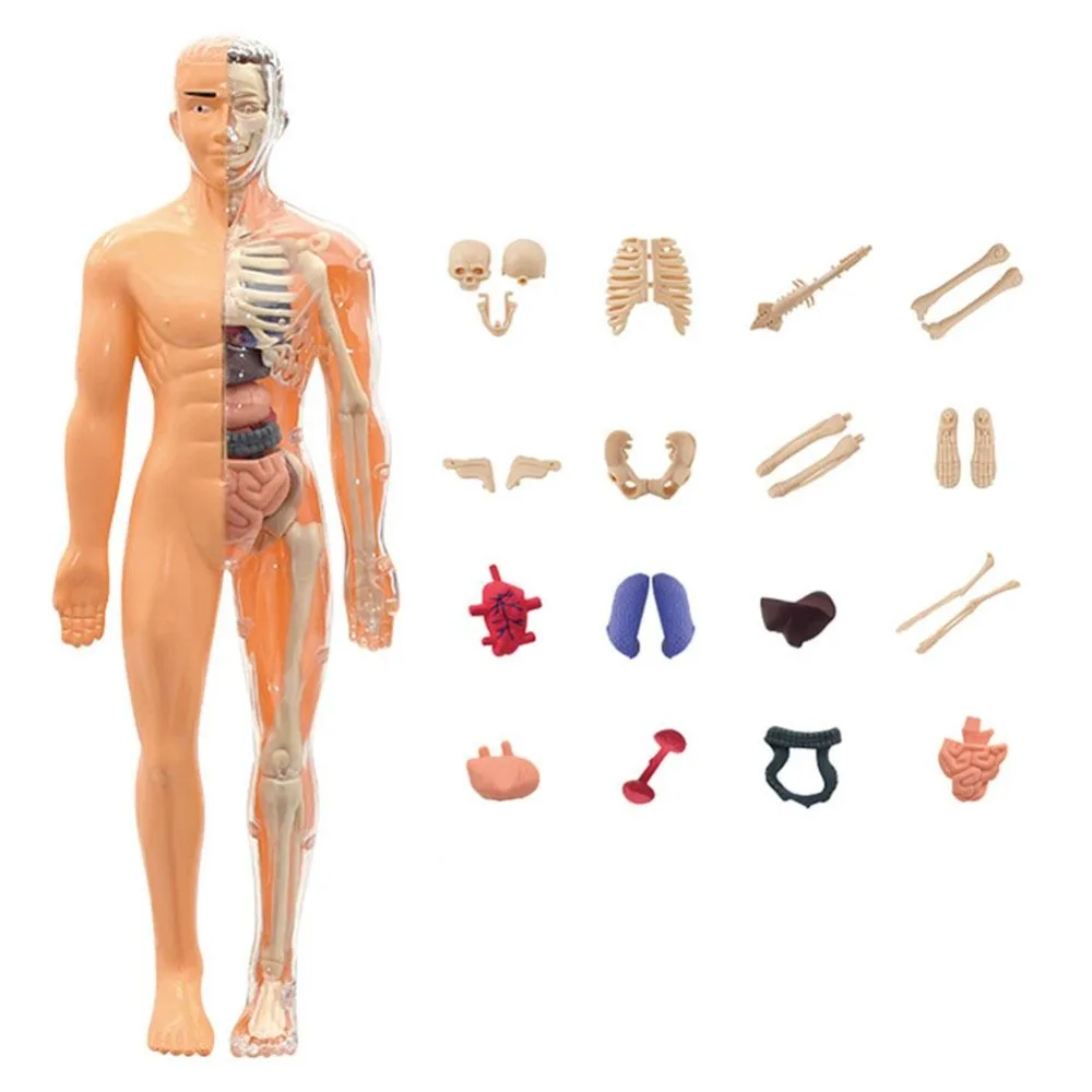 Plastics 3d Human Torso Model DIY Mannequin Construction Science Cognitive Puzzle Toy Education Toys Transparent
Plastics 3d Human Torso Model DIY Mannequin Construction Science Cognitive Puzzle Toy Education Toys Transparent